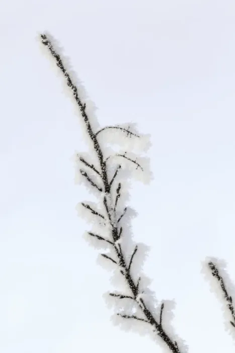 Framed Print : Heavy frost on trees, Kalispell, Montana Framed Print : Heavy frost on trees, Kalispell, Montana