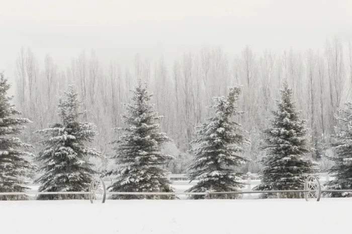 Framed Print : Heavy frost on trees, Kalispell, Montana