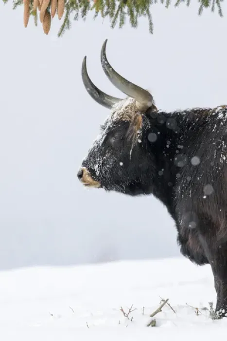Framed Print : Heck Cattle (Bos primigenius taurus), an attempt to breed back the extinct Aurochs Framed Print : Heck Cattle (Bos primigenius taurus), an attempt to breed back the extinct Aurochs