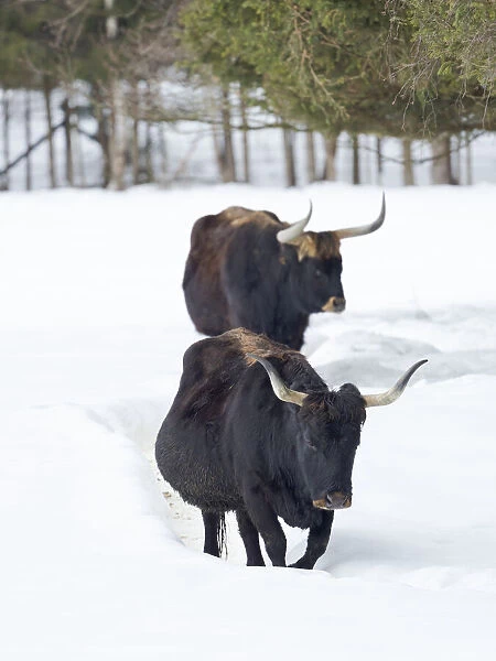 Heck Cattle (Bos primigenius taurus), an attempt to breed back the extinct Aurochs