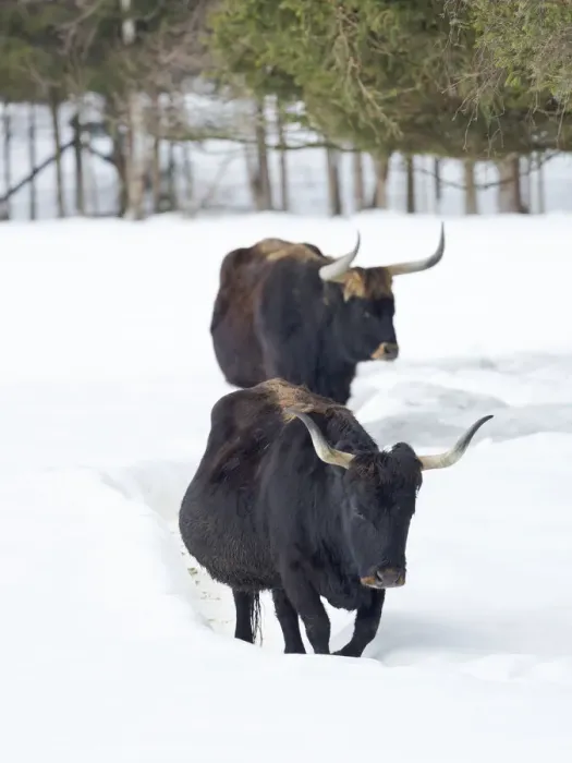 Framed Print : Heck Cattle (Bos primigenius taurus), an attempt to breed back the extinct Aurochs