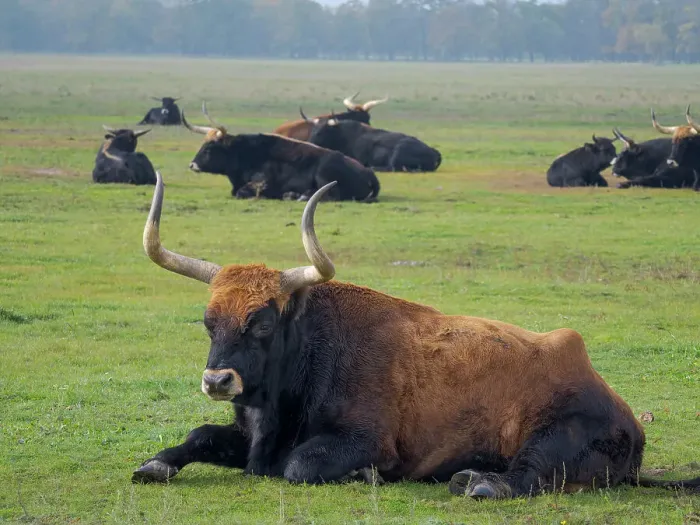 Framed Print : Heck Cattle, a disputed attempt to breed back the extinct Aurochs from domestic cattle. Wildlife Park (Hortobagyi Vadaspark) of the National Park Hortobagy, listed as UNESCO World Heritage Site. Eastern Europe, Hungary