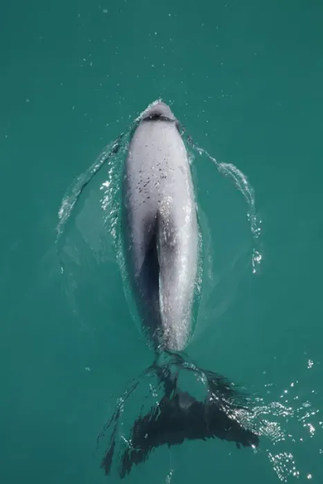 Framed Print : Hectors dolphin (Cephalorhynchus hectori), Akaroa Harbour, Banks Peninsula, Canterbury
