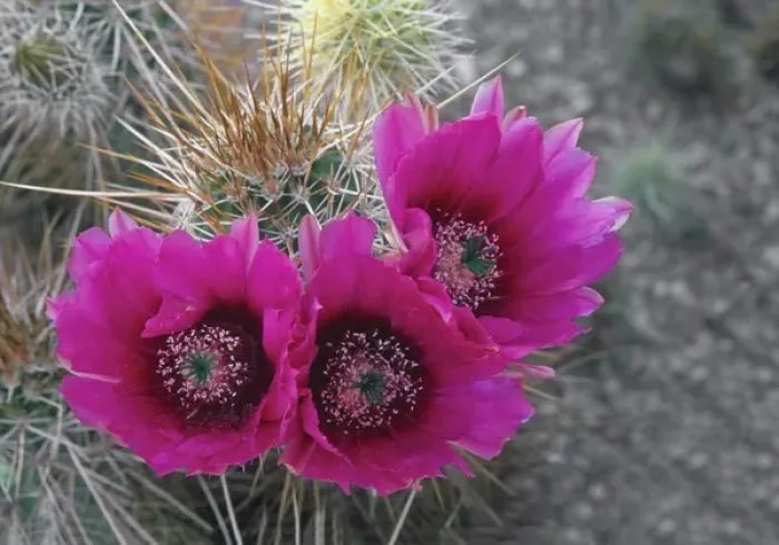Framed Print : Hedgehog cactus (Echinocereus engelmannii) in bloom, Saguaro National Park, Arizona, USA Framed Print : Hedgehog cactus (Echinocereus engelmannii) in bloom, Saguaro National Park, Arizona, USA