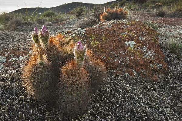 Hedgehog Cactus (Echinocereus sp. ) budding in granite hills, southwestern Oklahoma