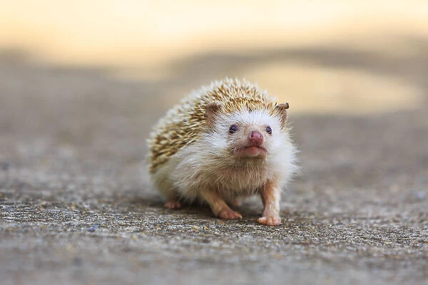 Hedgehog. Koh Samui, Thailand