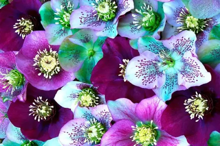 Framed Print : Heliborus pattern of winter blooming flower, Sammamish, Washington Framed Print : Heliborus pattern of winter blooming flower, Sammamish, Washington