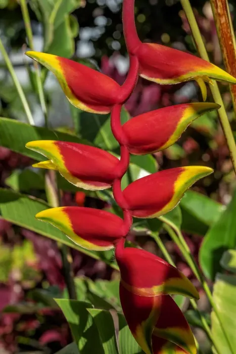 Framed Print : Heliconia