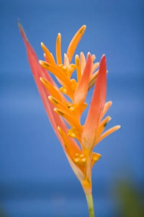 Framed Print : Heliconia flower (Heliconia psittacorum) near blue beach house, Placencia, Stann Creek District