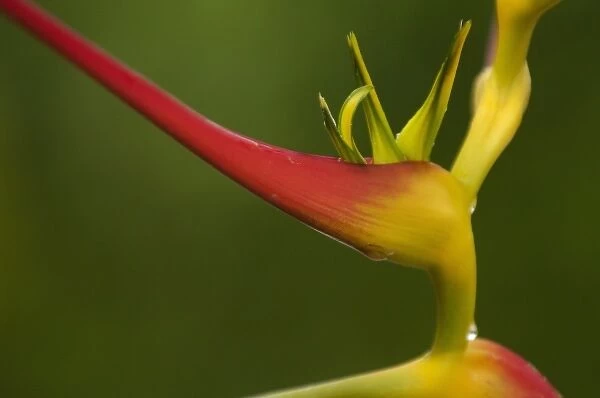 Heliconia flower (Heliconia sp) in lowlands of western Ecuador, South America
