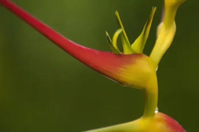 Framed Print : Heliconia flower (Heliconia sp) in lowlands of western Ecuador, South America