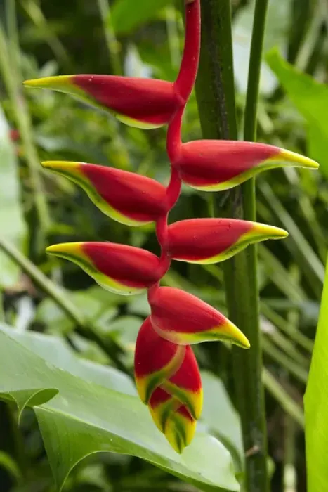 Framed Print : Heliconia flower, Kula Eco Park, Coral Coast, Viti Levu, Fiji, South Pacific
