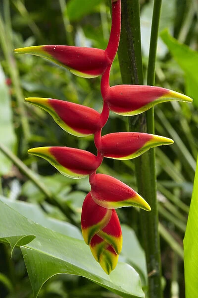 Heliconia flower, Kula Eco Park, Coral Coast, Viti Levu, Fiji, South Pacific