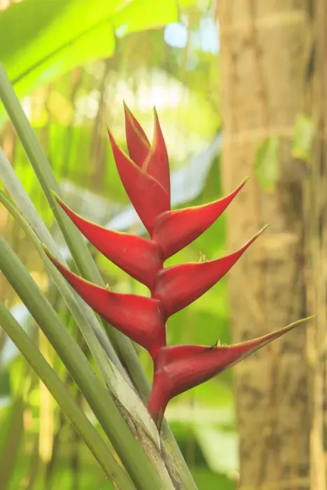 Framed Print : Heliconia in Hawaiian Tropical Botanical Gardens, near Hilo, Big Island, Hawaii, USA