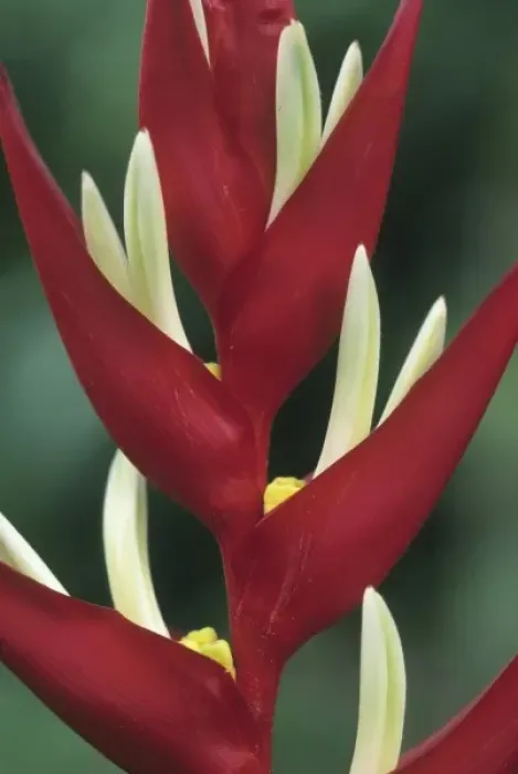 Framed Print : Heliconia, (Heliconia monteverdensis), Costa Rica