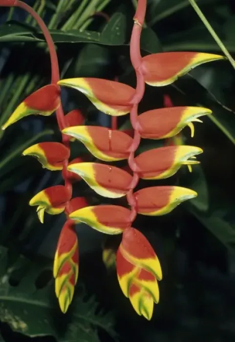 Framed Print : Heliconia, (Heliconia rostrata), Belize, Central America