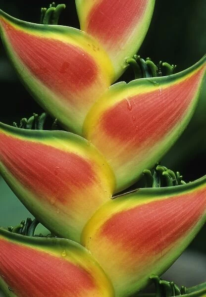 Heliconia, (Heliconia walkeriana), Costa Rica, La Selva Reserve, detail of plant