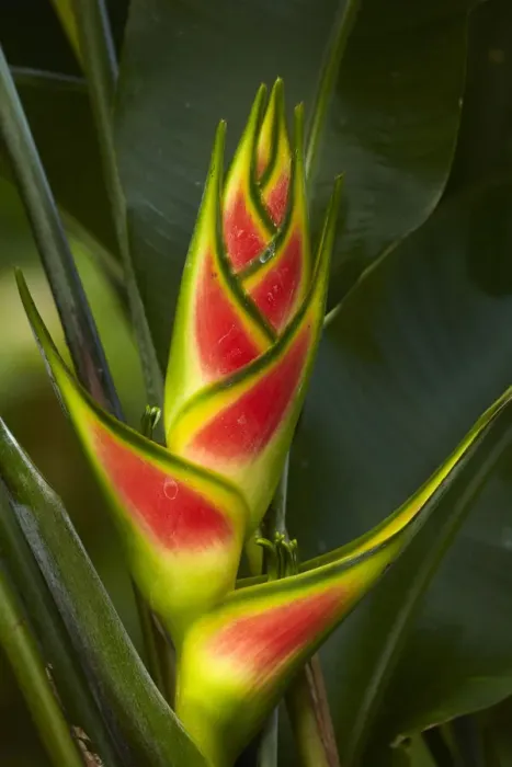 Framed Print : Heliconia, Maire Nui Botanical Gardens, Titakaveka, Rarotonga, Cook Islands