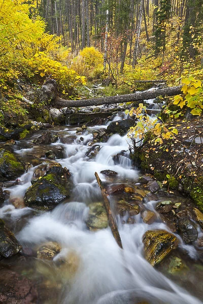 Hellroaring Creek decked out in autumn color near Whitefish, Montana, USA