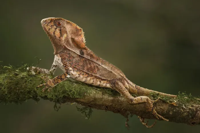 Framed Print : Helmeted Basilisk Lizard, Costa Rica Framed Print : Helmeted Basilisk Lizard, Costa Rica