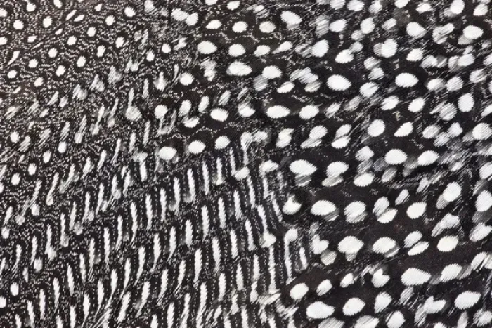 Framed Print : Helmeted Guineafowl feathers in Black and White