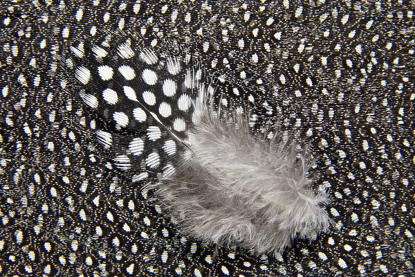 Helmeted Guineafowl feathers in Black and White