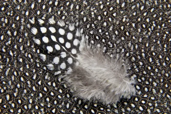 Framed Print : Helmeted Guineafowl feathers in Black and White Framed Print : Helmeted Guineafowl feathers in Black and White