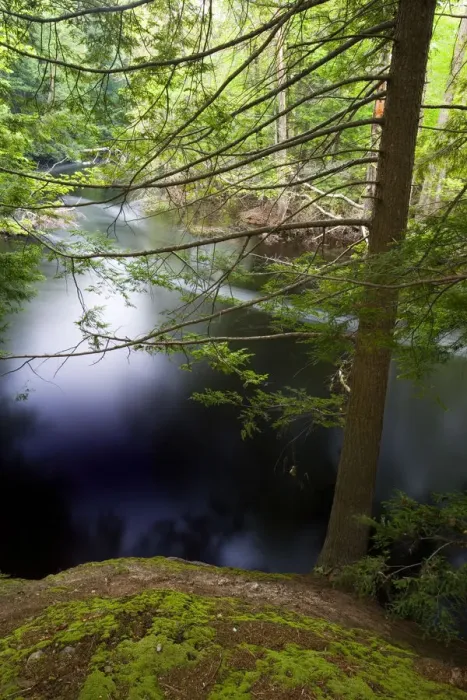 Framed Print : Hemlock trees on the banks of the Ipswich River at the Essex County Greenbelt Association s Framed Print : Hemlock trees on the banks of the Ipswich River at the Essex County Greenbelt Association s