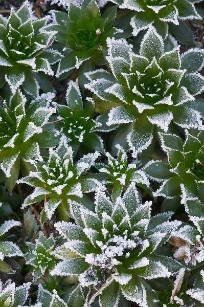 Hen & Chicks succulent with frost in the early morning in our garden, Sammamish
