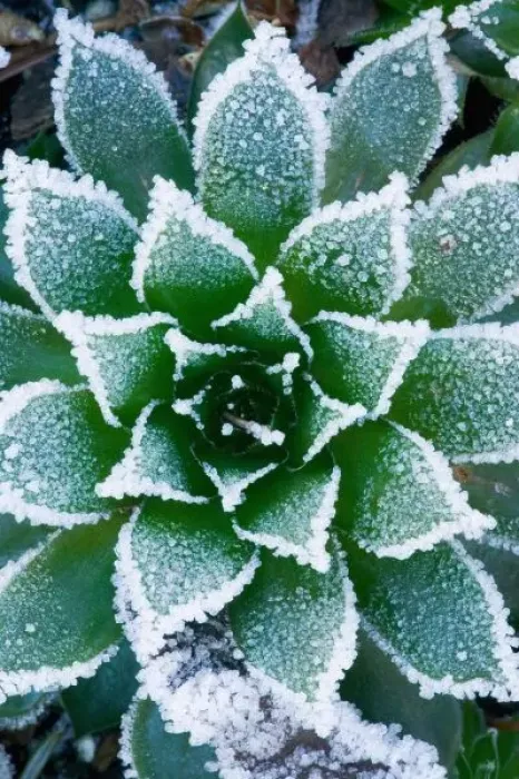 Framed Print : Hen & Chicks succulent with frost in the early morning in our garden, Sammamish Framed Print : Hen & Chicks succulent with frost in the early morning in our garden, Sammamish