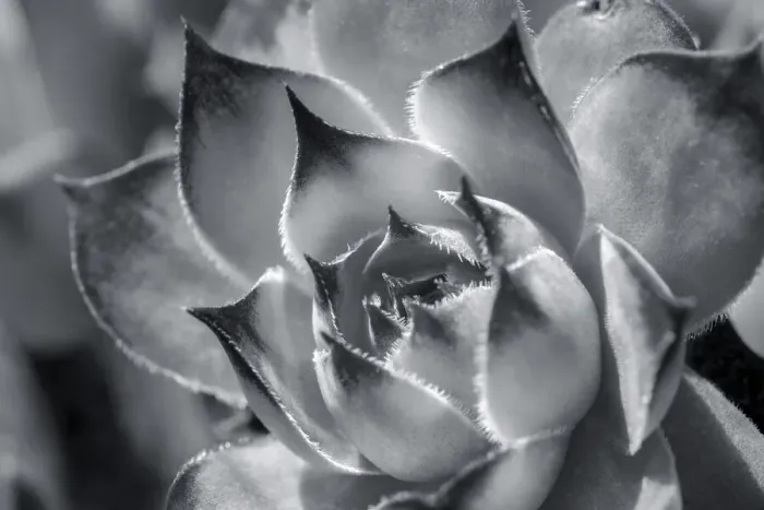 Framed Print : Hens and chicks, succulents, USA