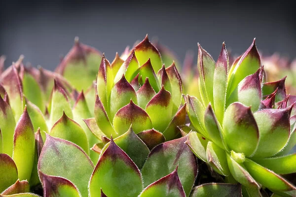 Hens and chicks, succulents, USA