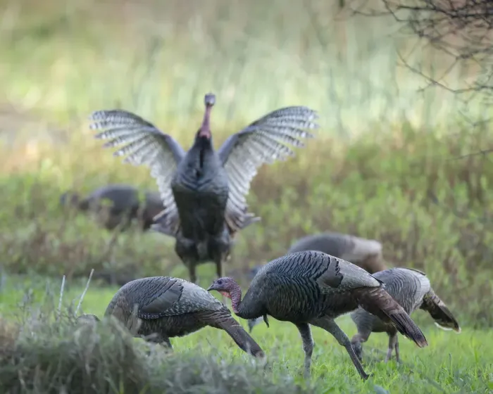 Framed Print : Hens and gobblers, Osceola wild turkey, Myakka River State Park, Florida