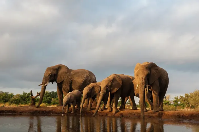 Framed Print : A herd of African elephants, Loxodonta Africana, drinking. Mashatu Game Reserve, Botswana Framed Print : A herd of African elephants, Loxodonta Africana, drinking. Mashatu Game Reserve, Botswana