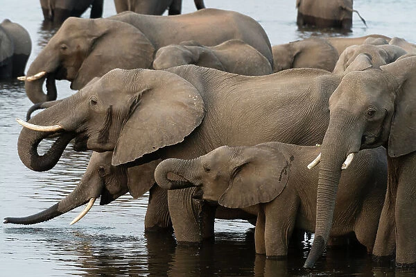 A herd of African elephants, Loxodonta Africana, drinking in the Chobe River, Chobe National Park, Botswana