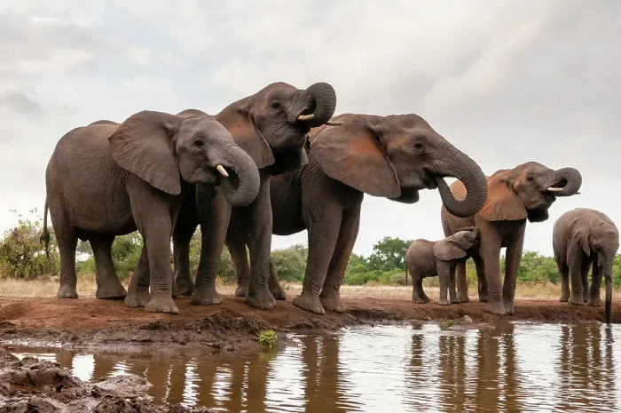 Framed Print : A herd of African elephants, Loxodonta Africana, drinking. Mashatu Game Reserve, Botswana Framed Print : A herd of African elephants, Loxodonta Africana, drinking. Mashatu Game Reserve, Botswana