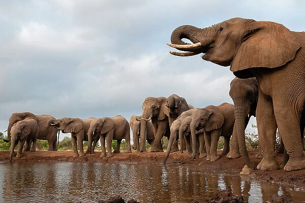 A herd of African elephants, Loxodonta Africana, drinking. Mashatu Game Reserve, Botswana