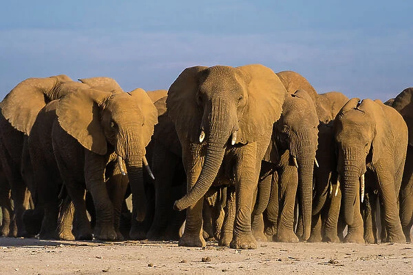 Herd of African elephants, Loxodonta Africana, walking in the plains of Amboseli National Park, Kenya, Africa