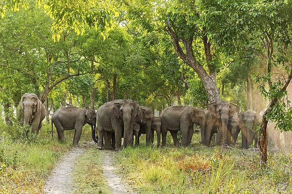 Herd of Asian Elephants in the Sal Forest. Corbett National Park, India