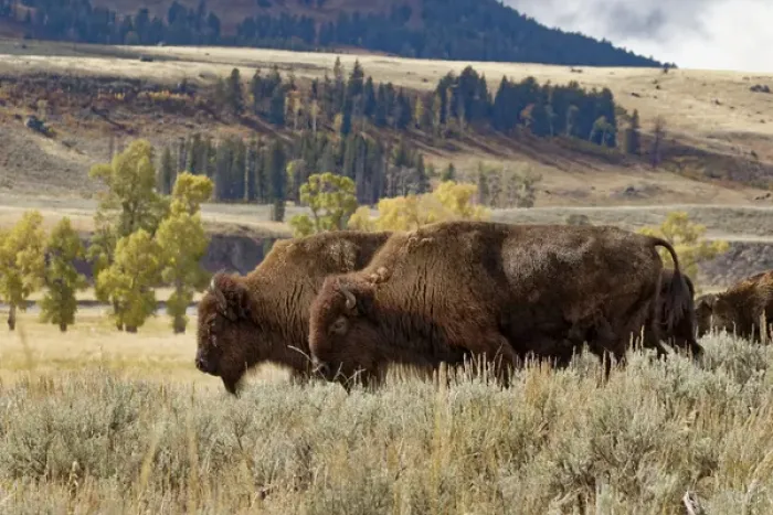 Framed Print : Herd of Bison in fall, Lamar Valley, Yellowstone National Park, Montana / Wyoming Framed Print : Herd of Bison in fall, Lamar Valley, Yellowstone National Park, Montana / Wyoming