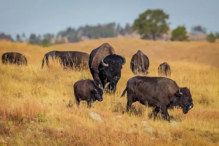 Framed Print : A herd of bison make their way from one pasture to another, as a daily routine