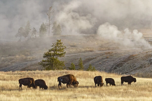 Herd of Bison near Old Faithful Geyser Upper Geyser Basin, Yellowstone National Park