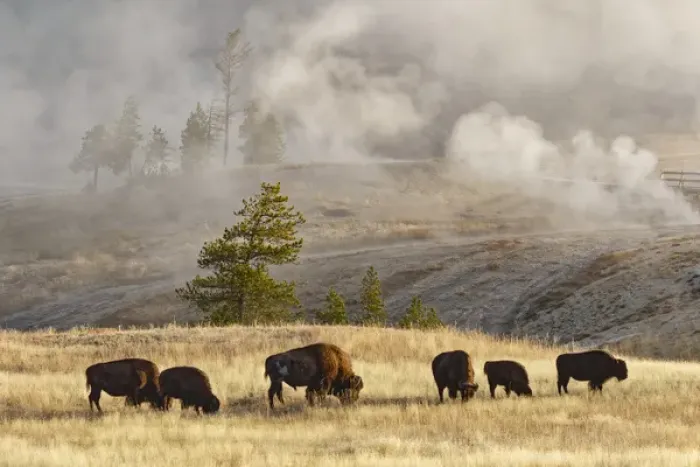 Framed Print : Herd of Bison near Old Faithful Geyser Upper Geyser Basin, Yellowstone National Park Framed Print : Herd of Bison near Old Faithful Geyser Upper Geyser Basin, Yellowstone National Park