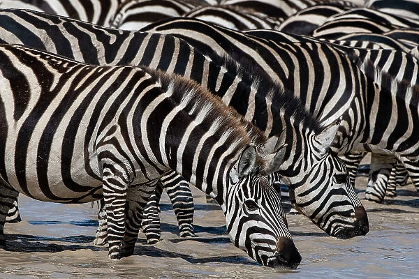 A herd of Burchell's Zebras, Equus Quagga Burchellii, drinking at Hidden Valley lake. Ndutu, Ngorongoro Conservation Area, Tanzania