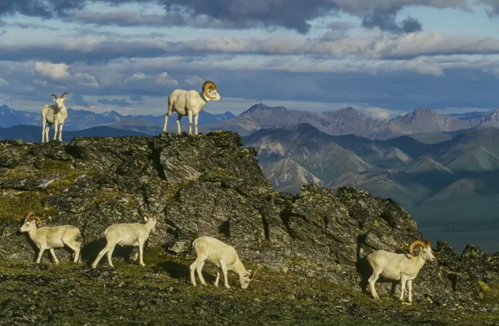 Framed Print : Herd of Dall Rams and Ewes graze on ridge, Denali National Park, Alaska