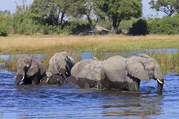 Herd of elephants stay close and follow the matriarch while crossing the river. Baby