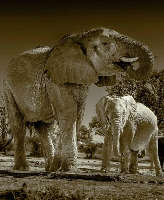 Framed Print : Herd of elephants at watering hole enjoying the plentiful water as drink and showers. Camelthorn Lodge. Hwange National Park. Zimbabwe Framed Print : Herd of elephants at watering hole enjoying the plentiful water as drink and showers. Camelthorn Lodge. Hwange National Park. Zimbabwe
