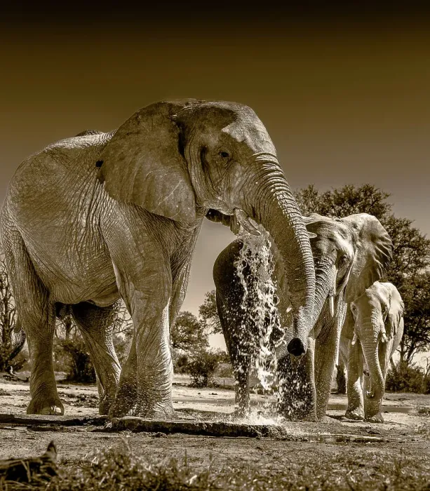 Framed Print : Herd of elephants at watering hole enjoying the plentiful water as drink and showers. Camelthorn Lodge. Hwange National Park. Zimbabwe Framed Print : Herd of elephants at watering hole enjoying the plentiful water as drink and showers. Camelthorn Lodge. Hwange National Park. Zimbabwe