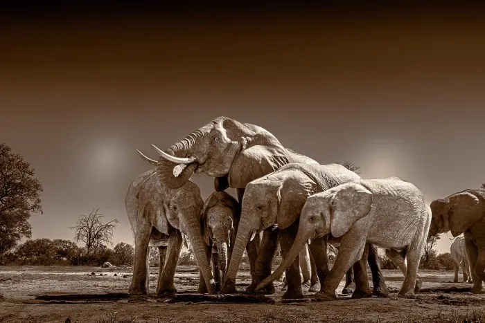 Framed Print : Herd of elephants at watering hole enjoying the plentiful water as drink and showers. Camelthorn Lodge. Hwange National Park. Zimbabwe