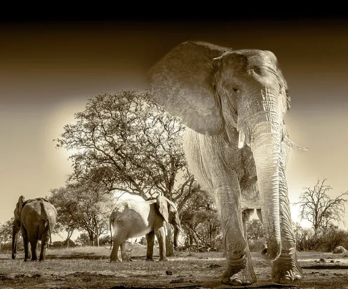 Framed Print : Herd of elephants at watering hole enjoying the plentiful water as drink and showers. Camelthorn Lodge. Hwange National Park. Zimbabwe Framed Print : Herd of elephants at watering hole enjoying the plentiful water as drink and showers. Camelthorn Lodge. Hwange National Park. Zimbabwe